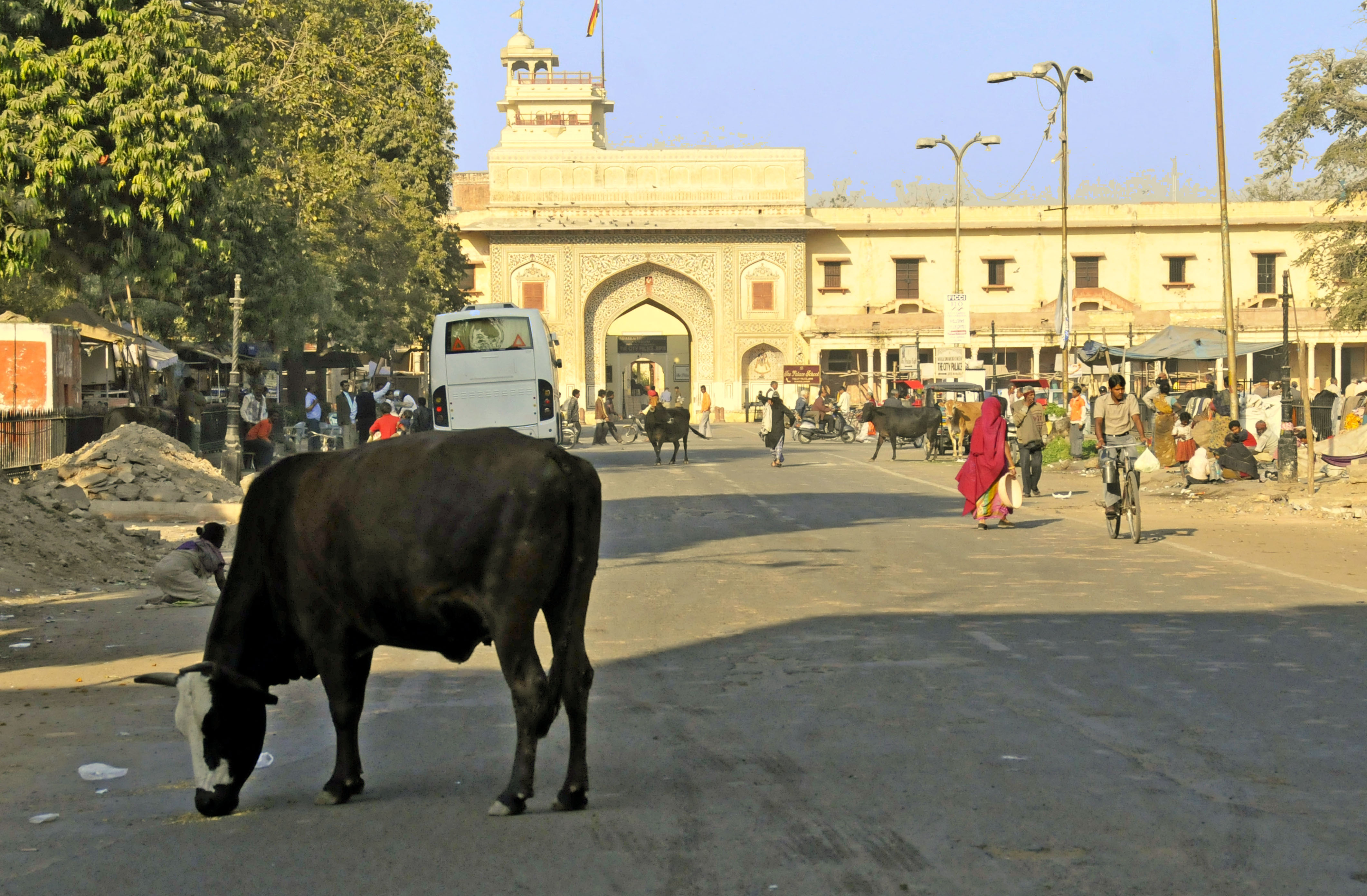 Udder madness in the streets of Jaipur