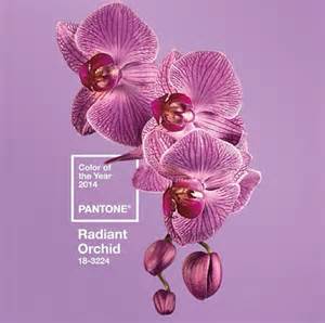 IO Earley orchid