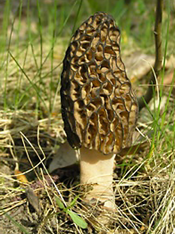 IO Herron Mushroom