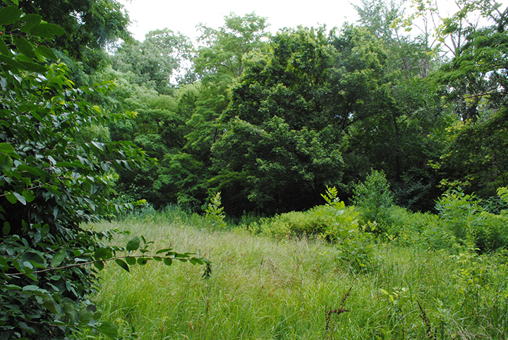 The parcel of land is one of the final undeveloped plots remaining in Old Town. (Staff photo)
