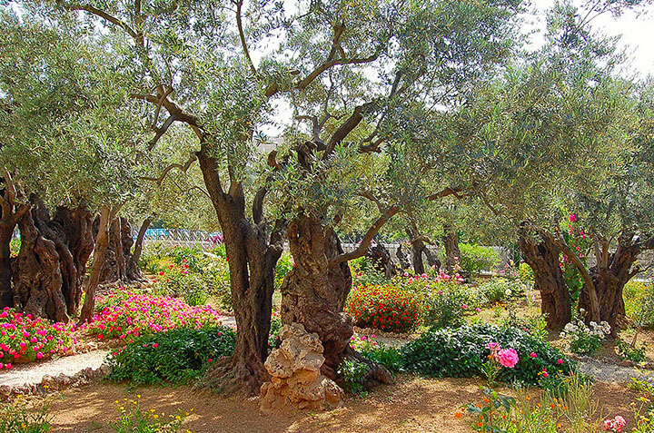 Knebel Gethsemane 11 edited 1