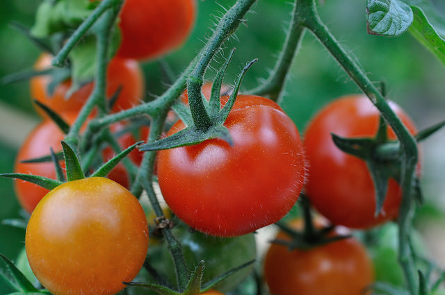 Column: Essential tomato-growing tips