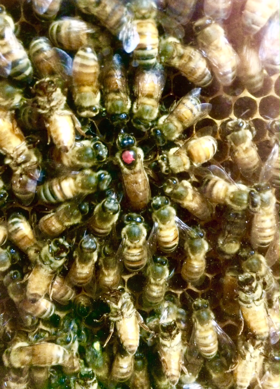 CIZ COM 0915 Nature Center Bees