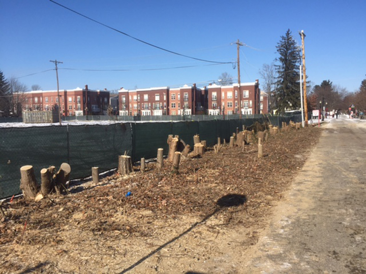 Council members have ax to grind about tree removal along Monon