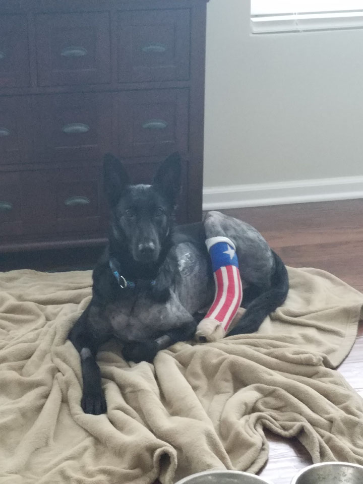Jelka sports an American flag cast on her broken leg as she recovers at home. Her handler, Officer Josh Stutesman, said the leg was “dangling by her skin” immediately after the accident. (Submitted photo)