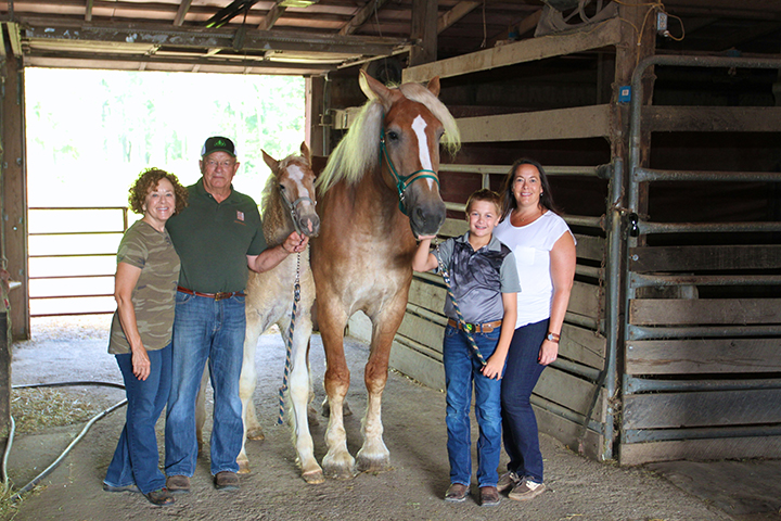 Gentle Giants : Carey family shows Belgians for 27 years