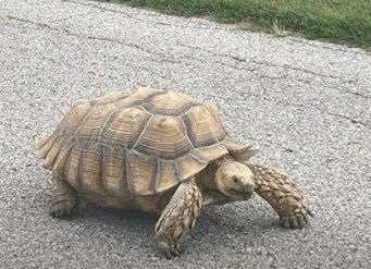 Merlin was a 65 pound sulcate tortoise. (Photo courtesy of Justice for Merlin Facebook page)