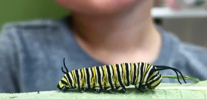 Samuel O’Brien, Grasshoppers student at CCP, learns about the life cycle of a monarch butterfly by studying the caterpillar stage of the life cycle. (submitted photo)