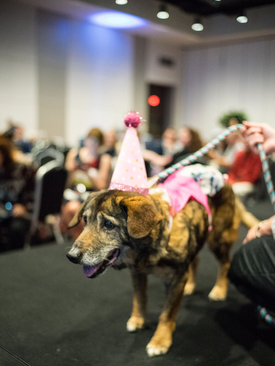 Humane Society returns with annual fundraiser