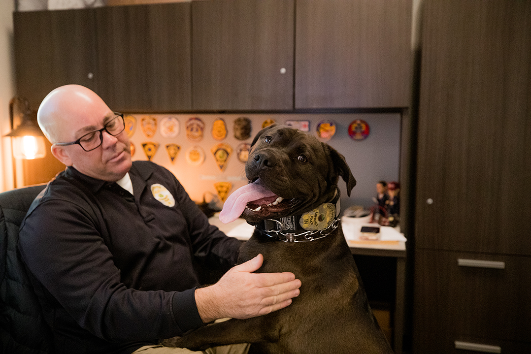 ‘Security blanket’: Psychiatric service dog Hoss benefits Lawrence Police Dept., police agencies across the state