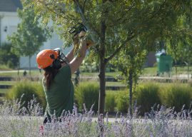 Branching out: City’s urban forestry team works behind the scenes to keep Carmel green