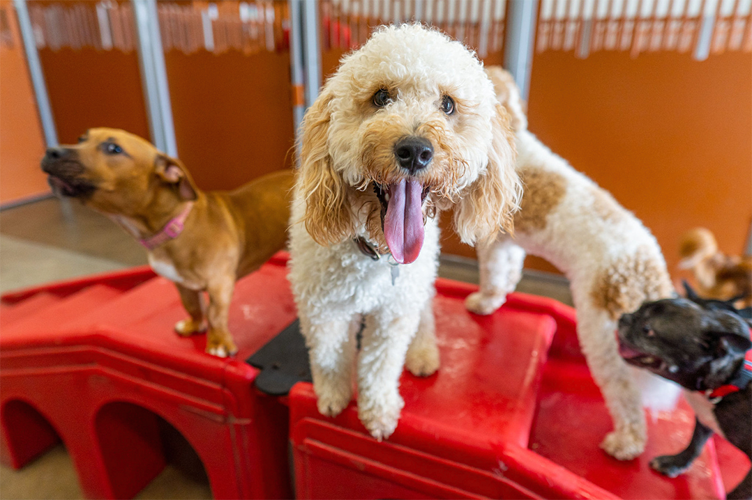 Camp Bow Wow, which will soon open in Noblesville, offers a variety of play options for pups.